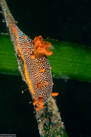 Triopha maculata (Spotted Triopha)