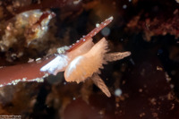 Diaphorodoris lirulatocauda (Ridge-Tailed Dorid)