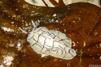 Eurylepta californica (Montgomery's Flatworm)