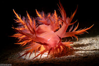 Dendronotus iris (Rainbow Dendronotus)