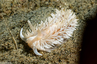 Aeolidia loui (Shag-Rug Aeolid)