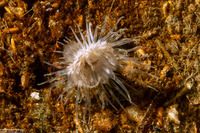 Diadumene leucolena (Ghost Anemone)