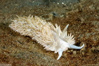 Aeolidia loui (Shag-Rug Aeolid)