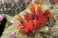 Dendronotus iris (Rainbow Dendronotus)