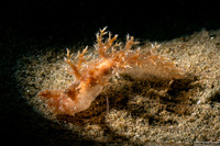 Dendronotus venustus (Branched Dendronotus)