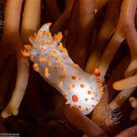 Triopha catalinae (Catalina Triopha)