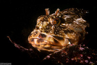 Scorpaenichthys marmoratus (Cabezon)