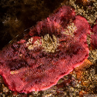 Integripelta bilabiata (Rosy Bryozoan)
