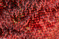 Integripelta bilabiata (Rosy Bryozoan)