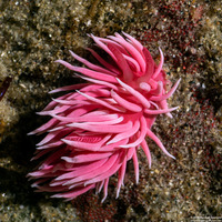 Okenia rosacea (Hopkins' Rose Nudibranch)