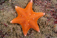Patiria miniata (Bat Star)