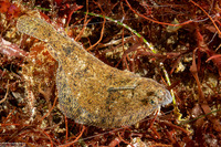 Citharichthys stigmaeus (Speckled Sanddab)