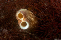 Panopea generosa (Geoduck Clam)