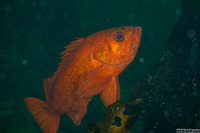 Sebastes miniatus (Vermilion Rockfish)