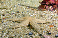 Astropecten armatus (Spiny Sand Star)