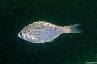 Phanerodon furcatus (White Seaperch)