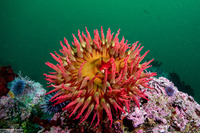 Urticina piscivora (Fish-Eating Urticina)