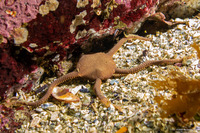 Ophioplocus esmarki (Smooth Brittle Star)