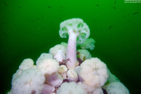 Metridium farcimen (White-Plumed Anemone)