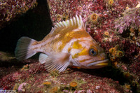 Sebastes caurinus (Copper Rockfish)