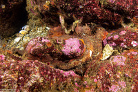 Octopus rubescens (Red Octopus)