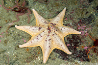 Patiria miniata (Bat Star)