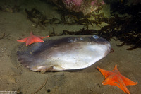 Mola mola (Ocean Sunfish)