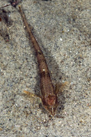 Odontopyxis trispinosa (Pygmy Poacher)