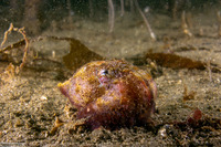 Octopus rubescens (Red Octopus)