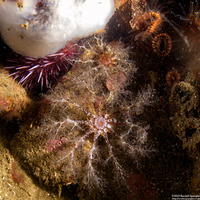 Cucumaria piperata (Peppered Sea Cucumber)
