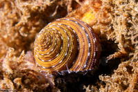 Calliostoma tricolor (Three-Colored Top Shell)