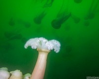 Metridium farcimen (White-Plumed Anemone)