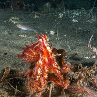 Octopus rubescens (Red Octopus)