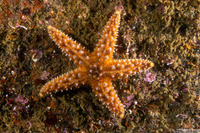 Pisaster giganteus (Giant Spined Star)