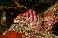 Oxylebius pictus (Painted Greenling)