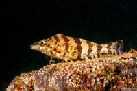 Oxylebius pictus (Painted Greenling)