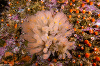 Clavelina huntsmani (Light Bulb Tunicate)
