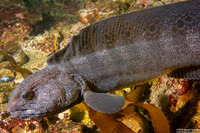 Anarrhichthys ocellatus (Wolf-Eel)