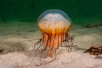 Chrysaora fuscescens (Brown Jellyfish)