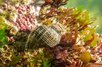 Acanthinucella spirata (Angled Unicorn)