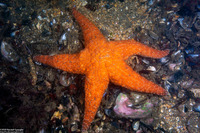 Pisaster ochraceus (Ochre Star)