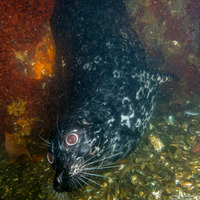 Phoca vitulina (Harbor Seal)