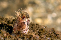 Neoclinus stephensae (Yellowfin Fringehead)