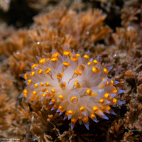 Antiopella barbarensis (Santa Barbara Janolus)