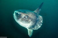 Mola mola (Ocean Sunfish)