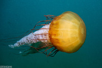 Chrysaora fuscescens (Brown Jellyfish)