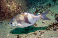 Rhacochilus vacca (Pile Perch)