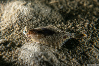 Pleuronichthys coenosus (C-O Sole)