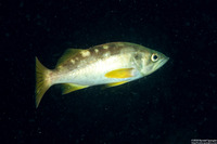 Sebastes flavidus (Yellowtail Rockfish)