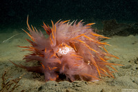 Dendronotus iris (Rainbow Dendronotus)